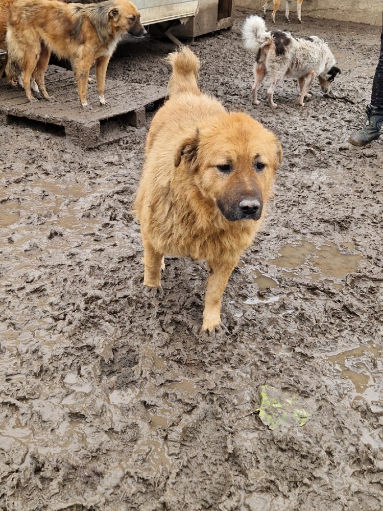 Kiva