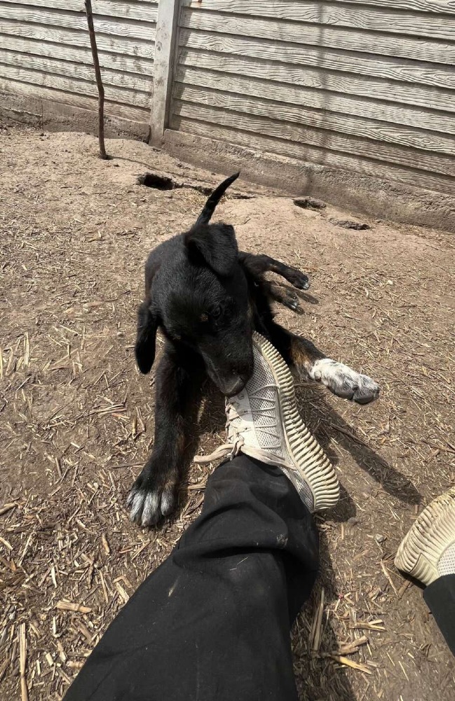 Ziva