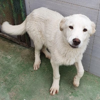 Benedict