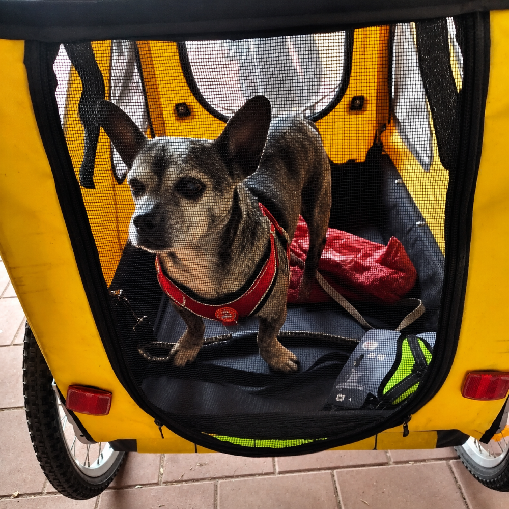 Ida klein hond groot hart