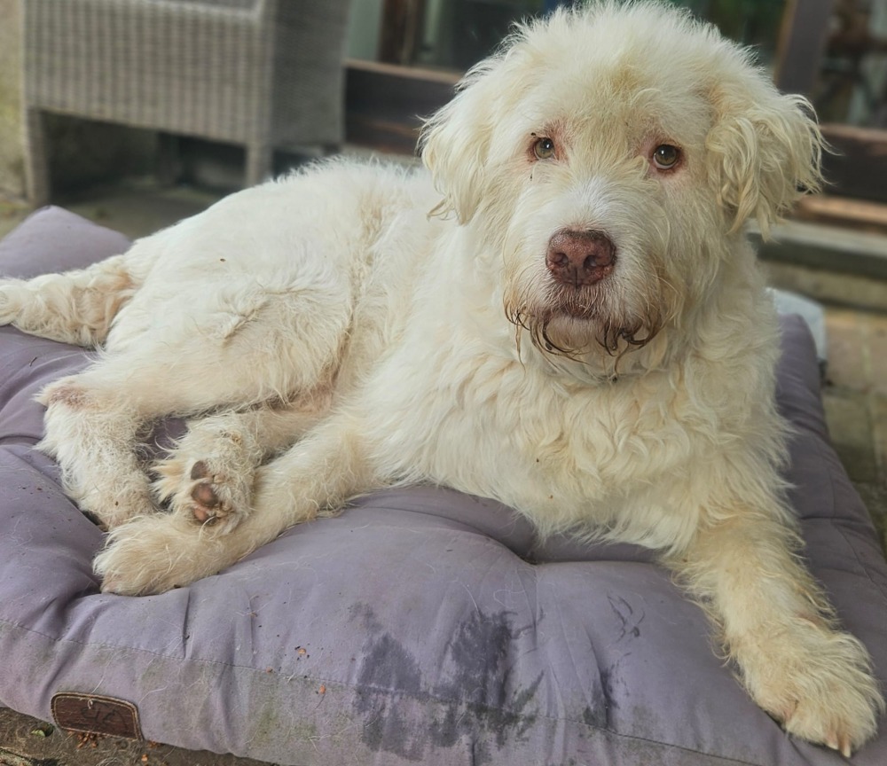 Copito