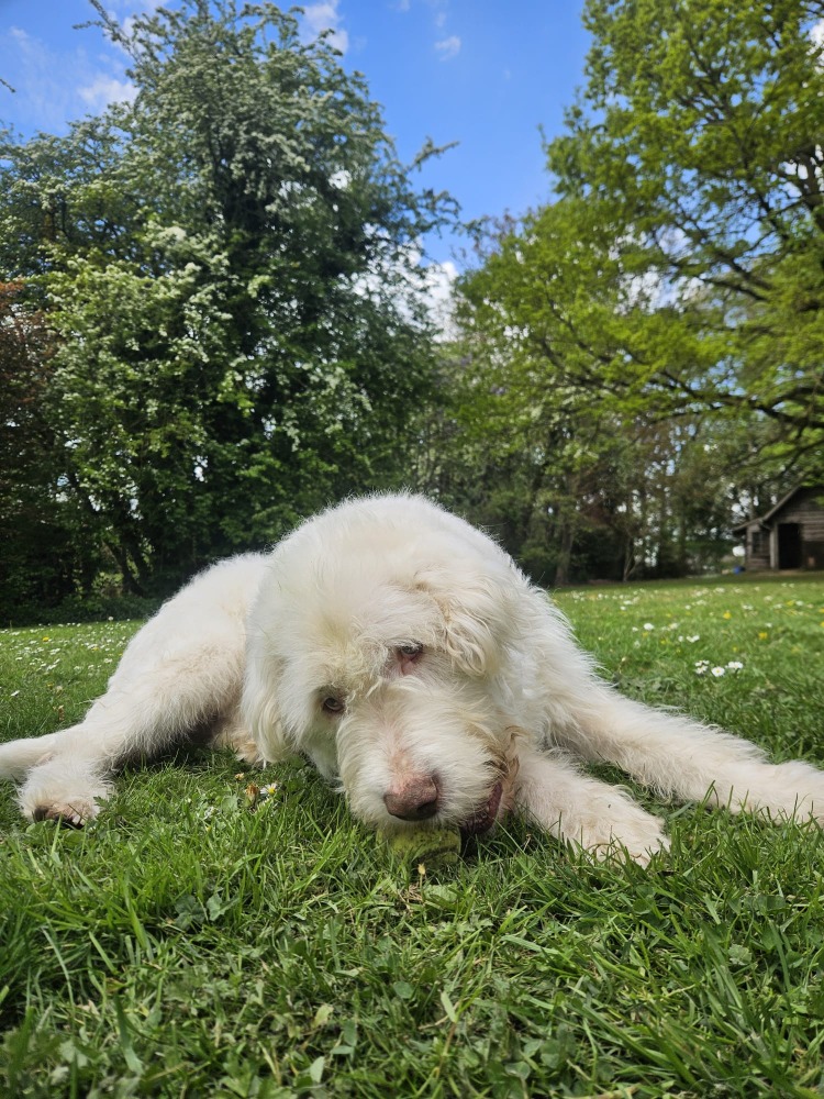 Copito
