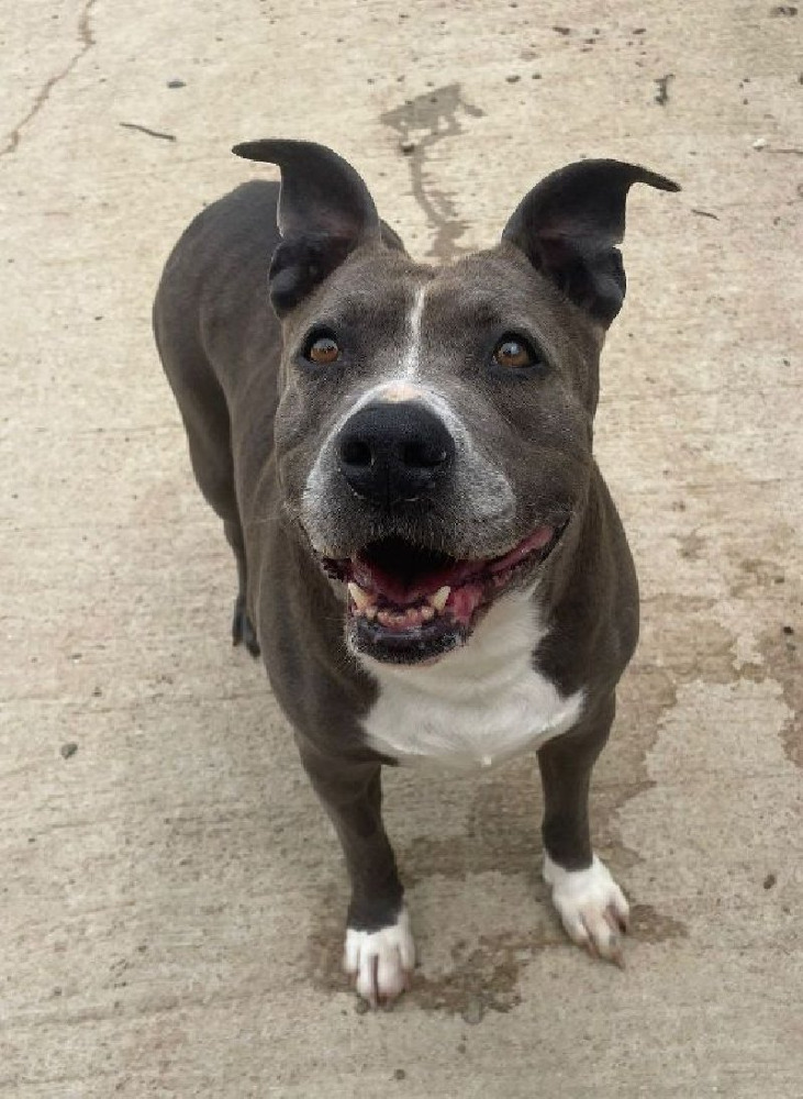 Bella