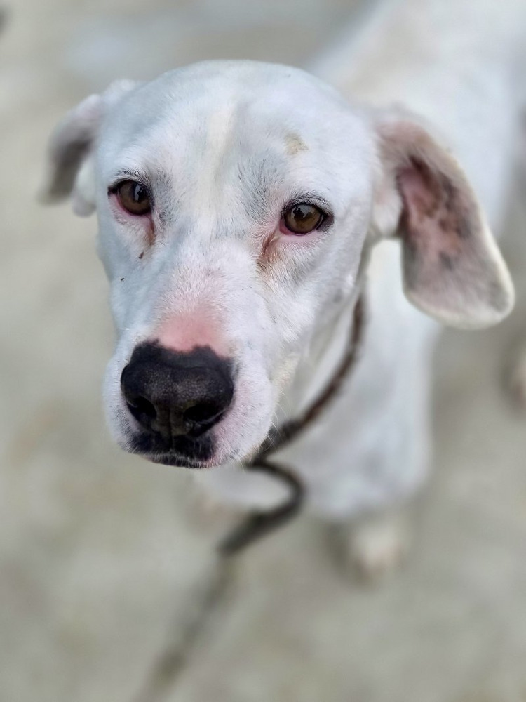 Apolo