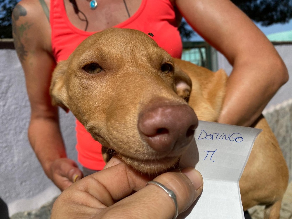 Domingo
