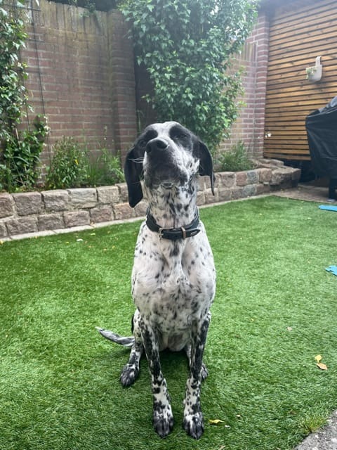 Kaya