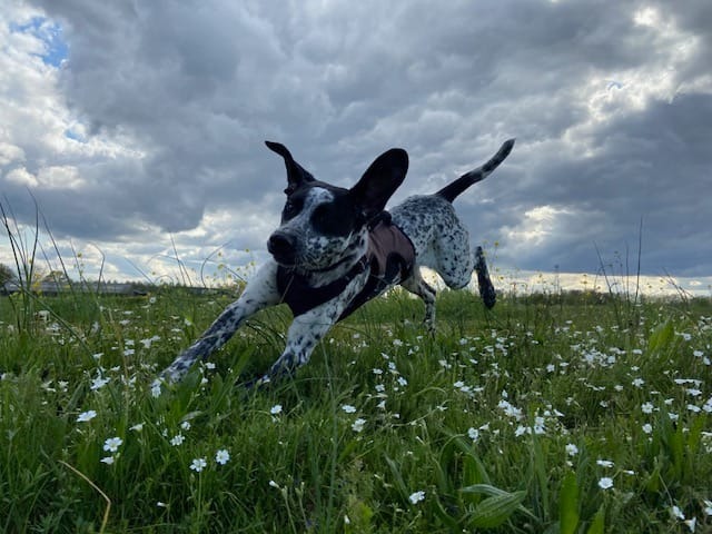Kaya