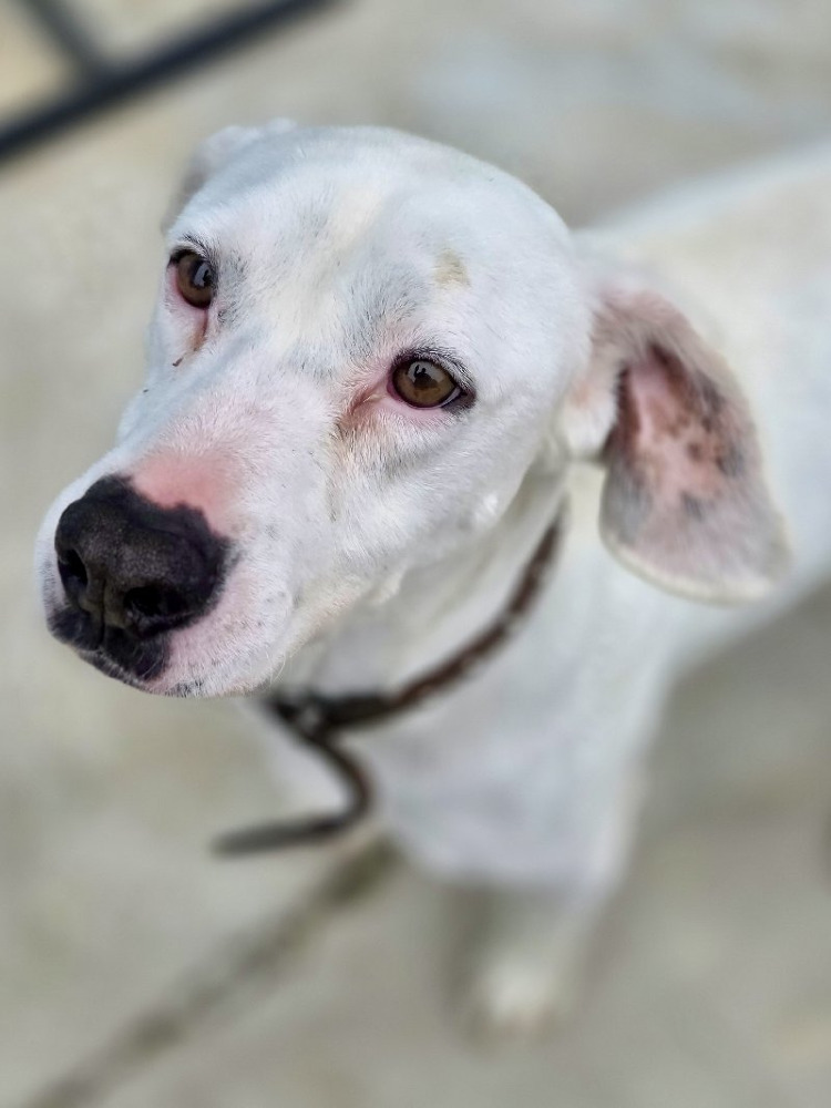 Apolo