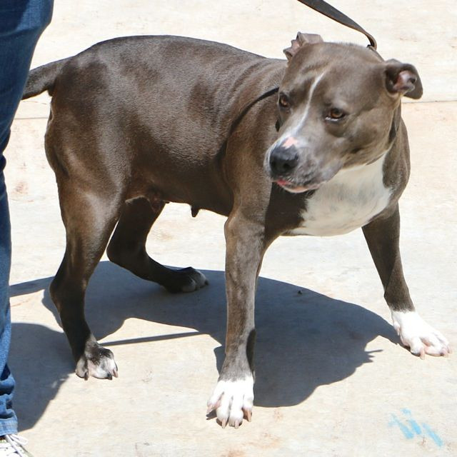 Bella