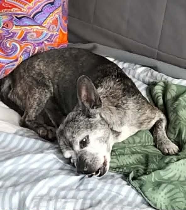 Ida klein hond groot hart