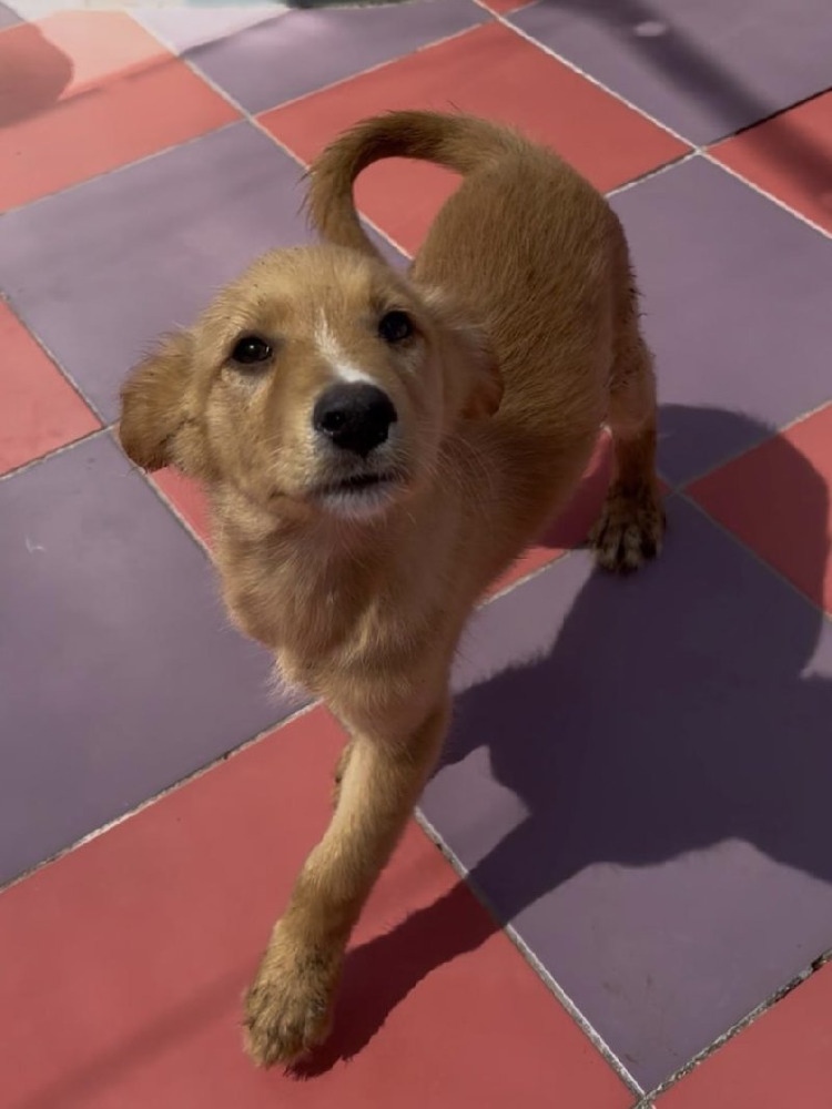 Baxter