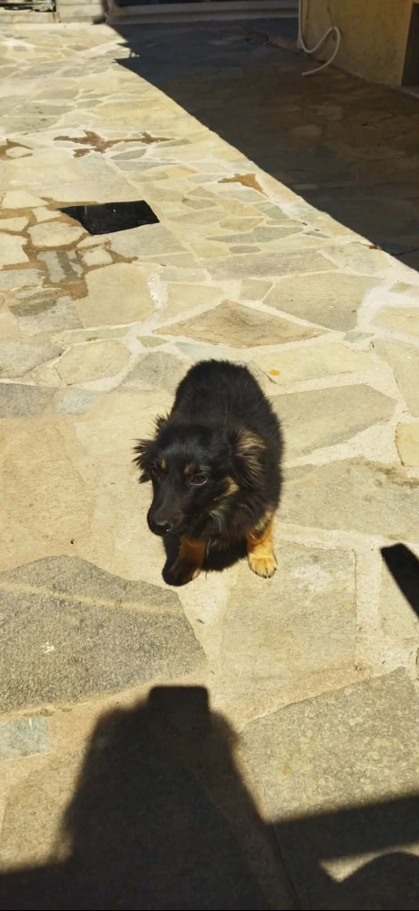 Rocco