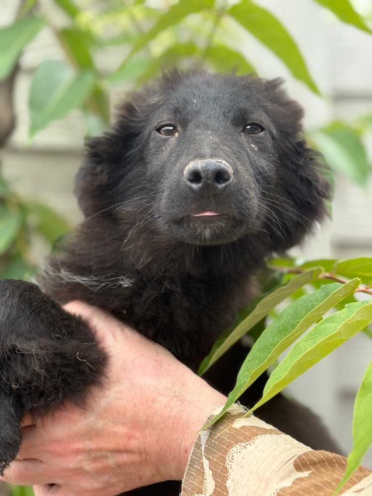 Blacky