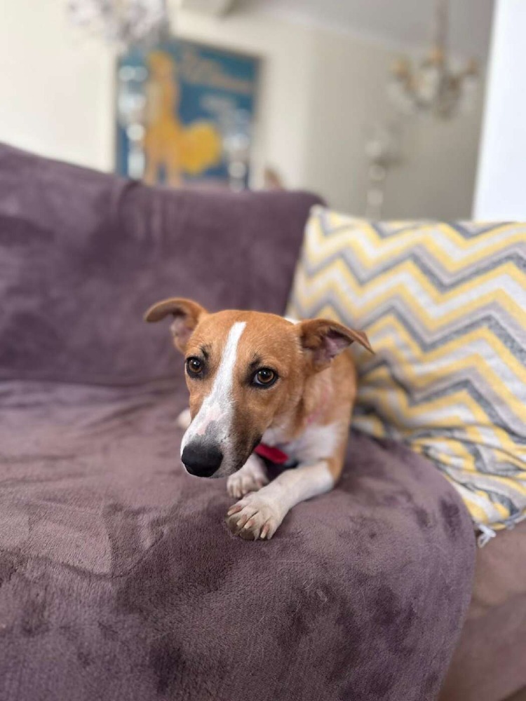 Stella