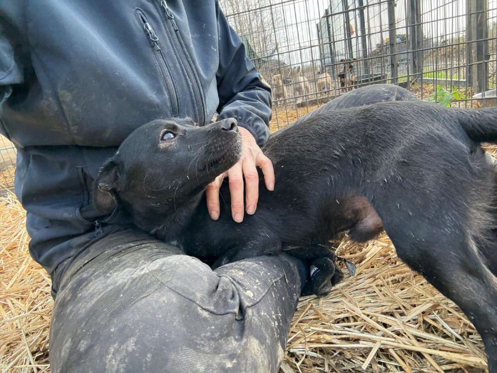 Okkie – Urgent!