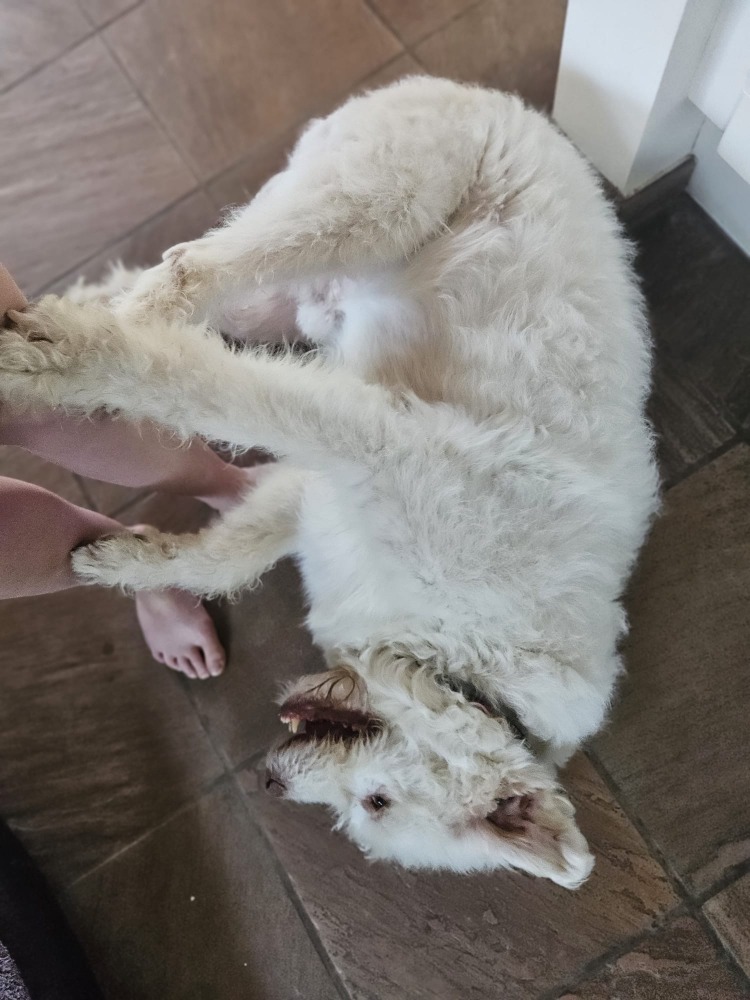 Copito
