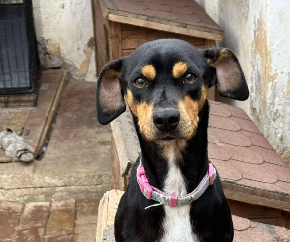 Max