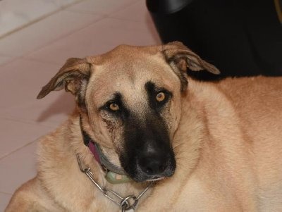 Max
