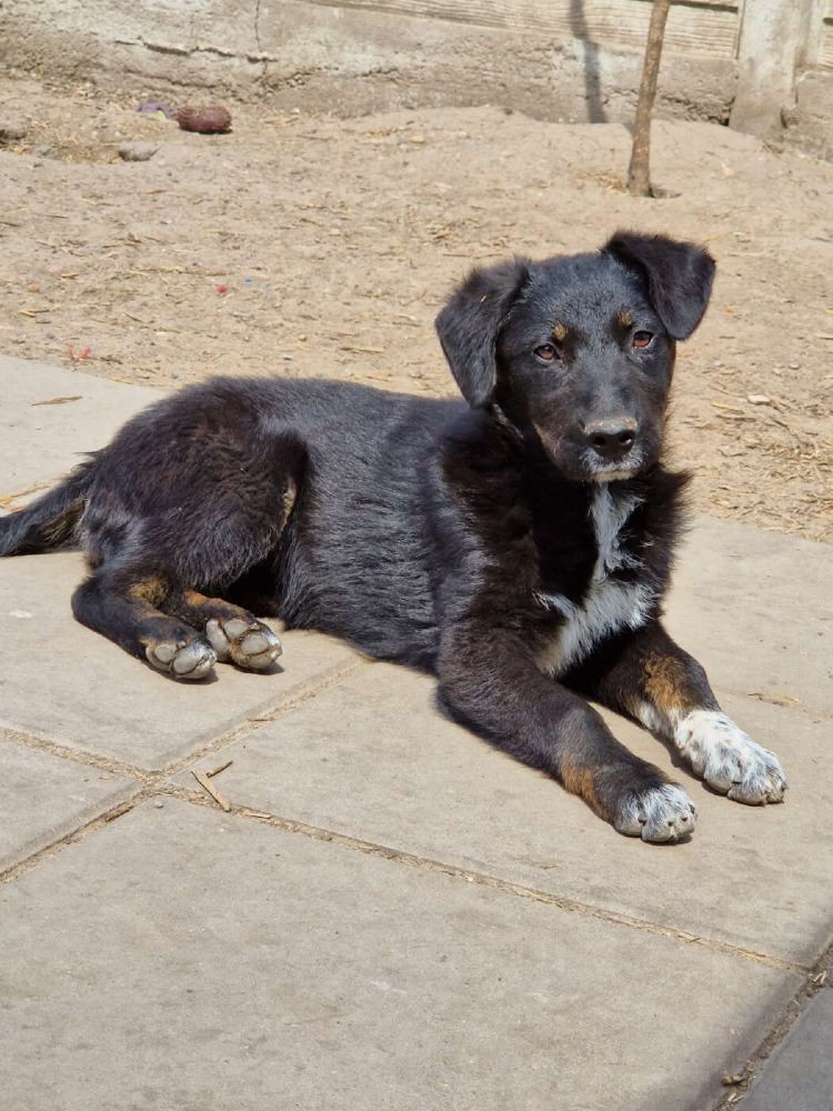 Ziva