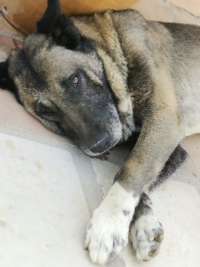 Gordito