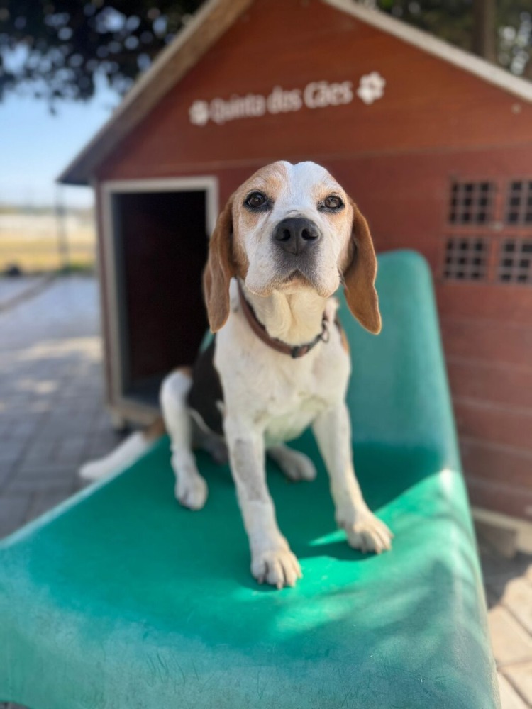 Snoopy