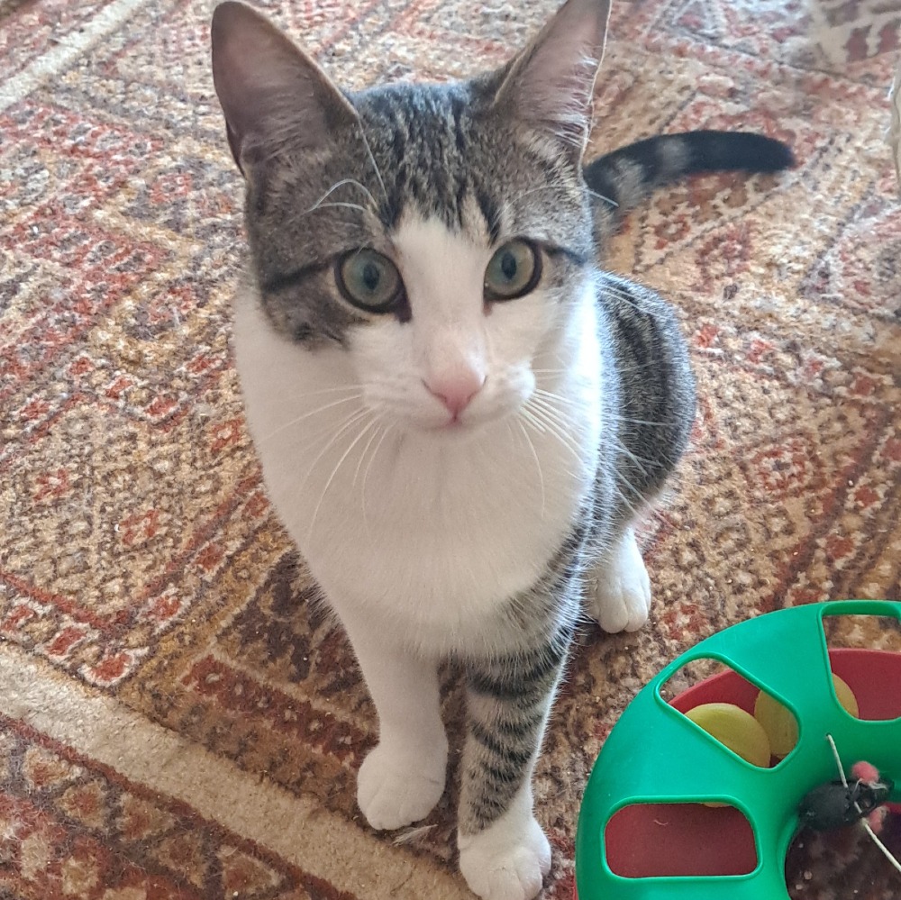 Jino