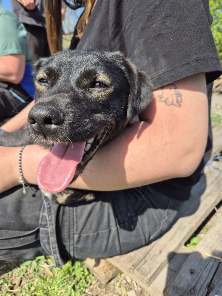 Okkie – Urgent!