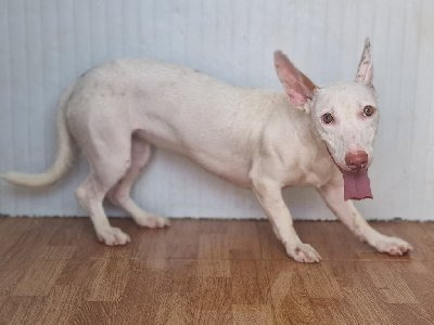 Ayka