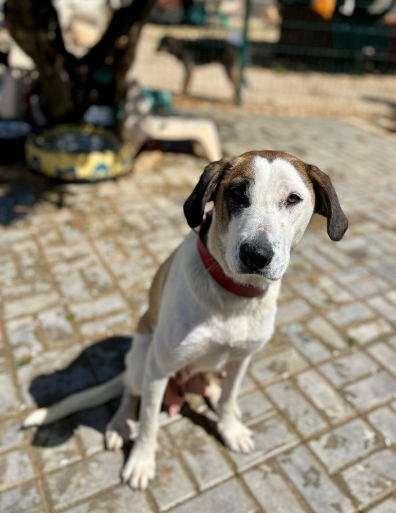 Sophie