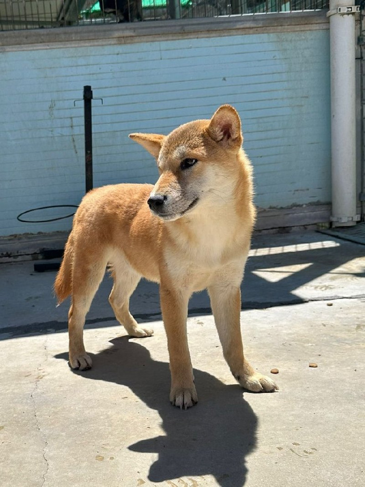 YAO