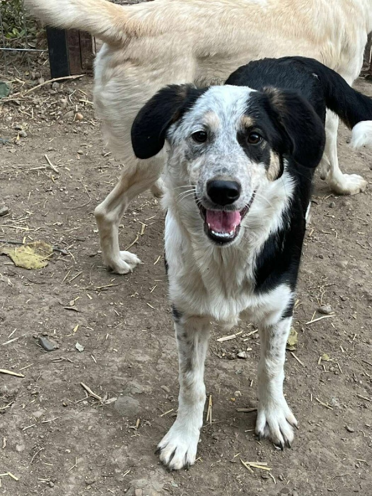 Pandora – urgent!