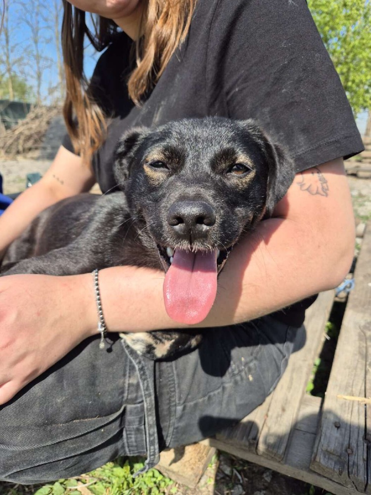 Okkie – Urgent!