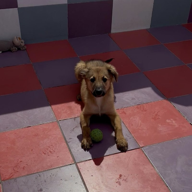 Bear