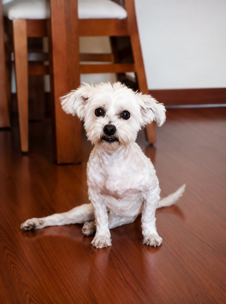 Kika BR senior, handicap