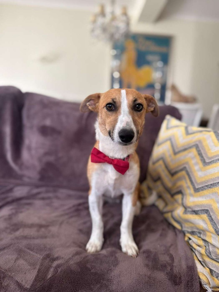 Stella