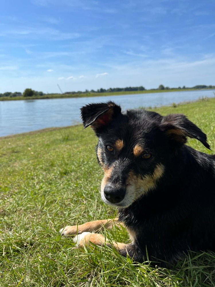 Evi