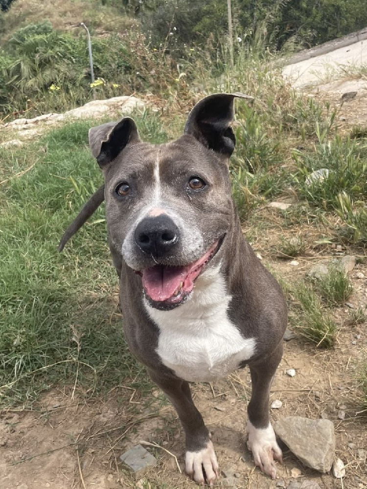 Bella
