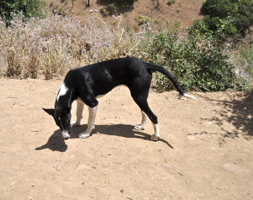 Sonny ADR