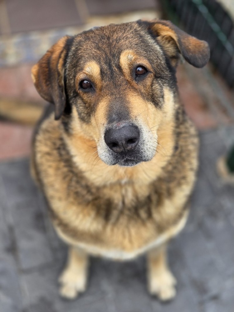 Chico