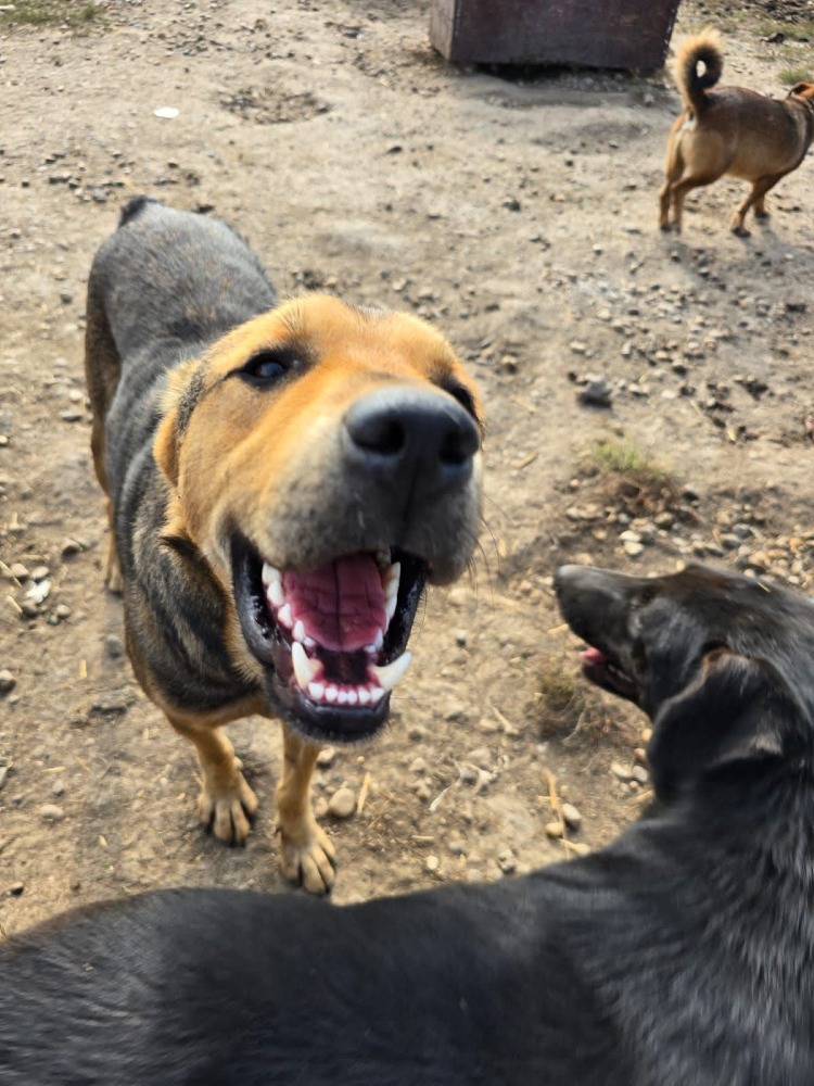 Vincent – een goedzak