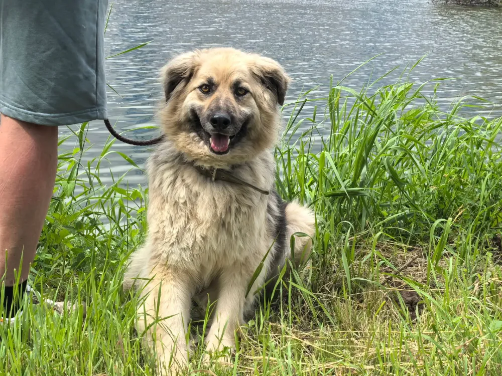 Bella
