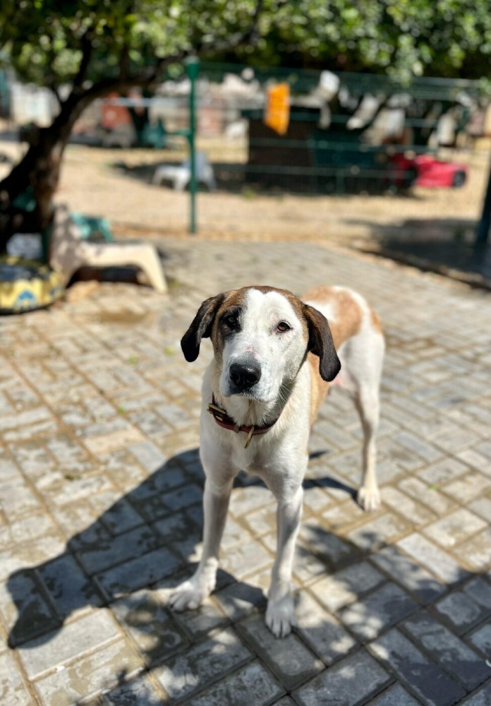 Sophie