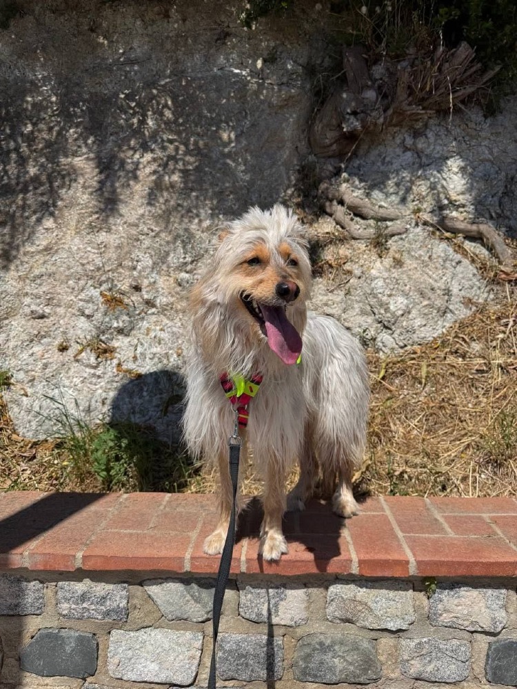 Zaya AC,American Shepherd