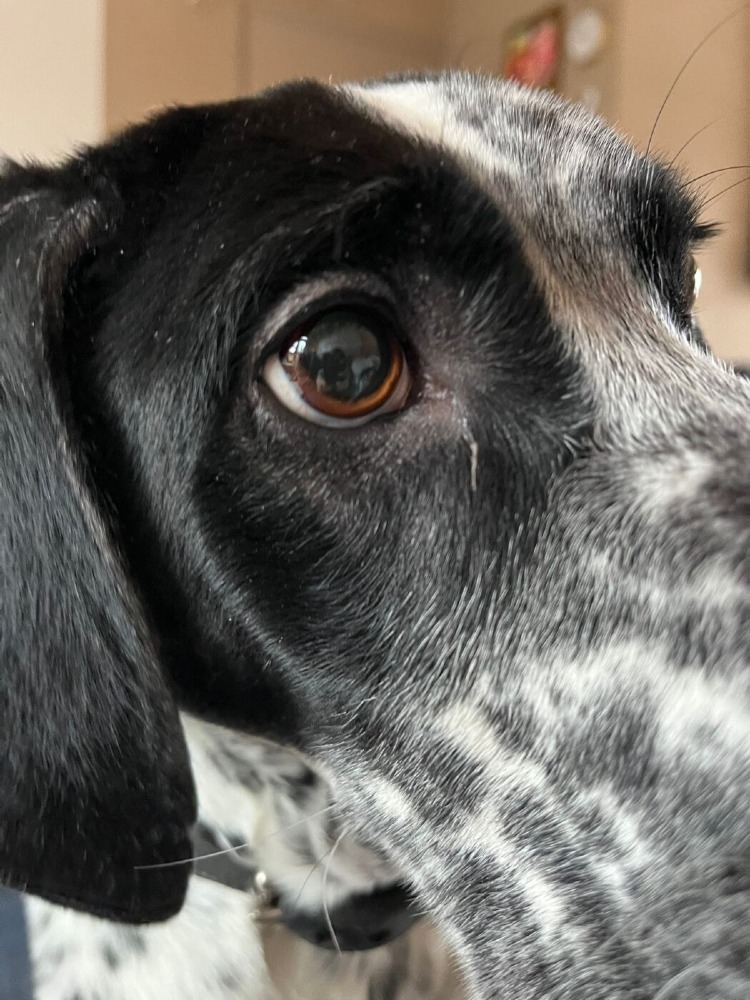 Kaya