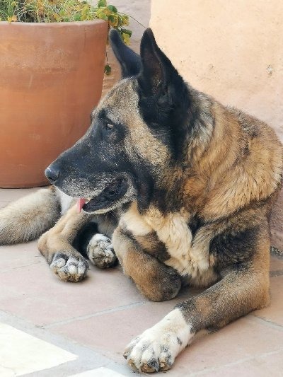 Gordito