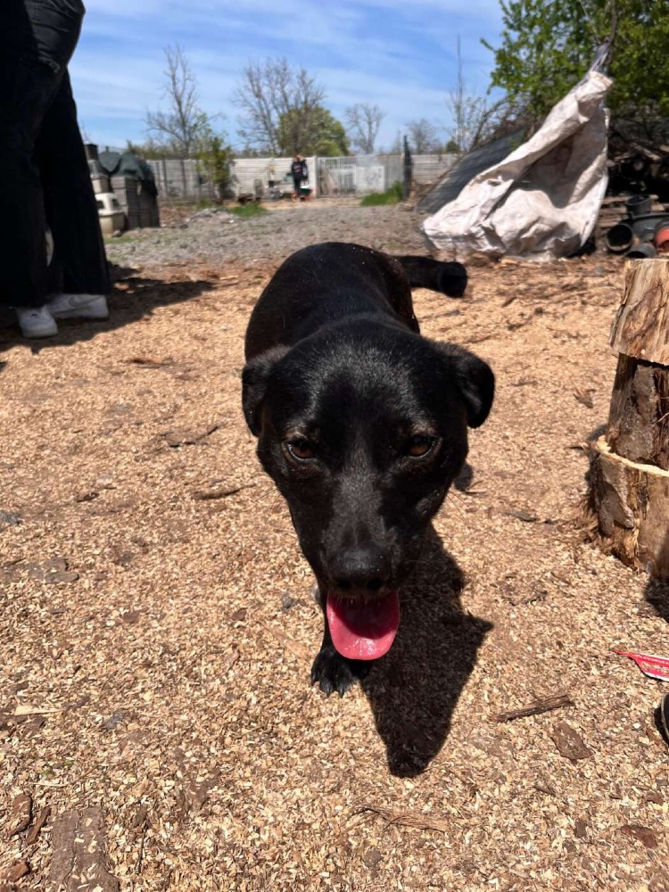 Okkie – Urgent!