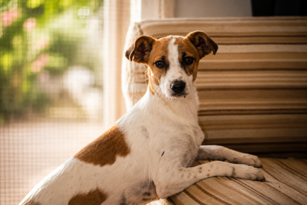 Stella ADR