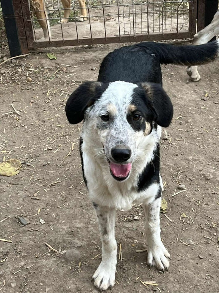 Pandora – urgent!