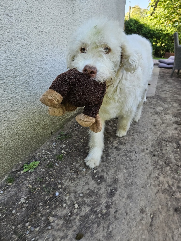 Copito