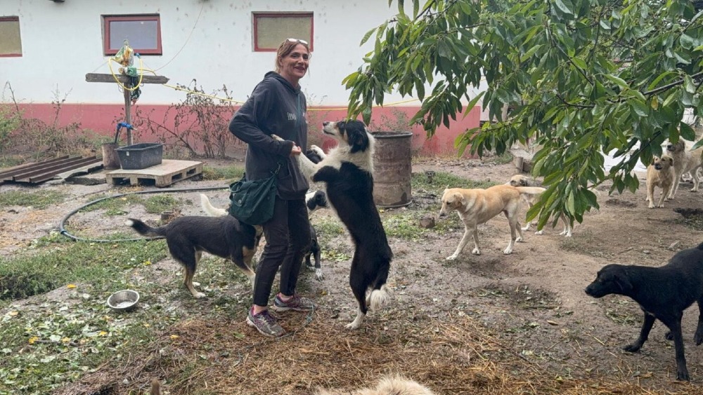 Pepillo